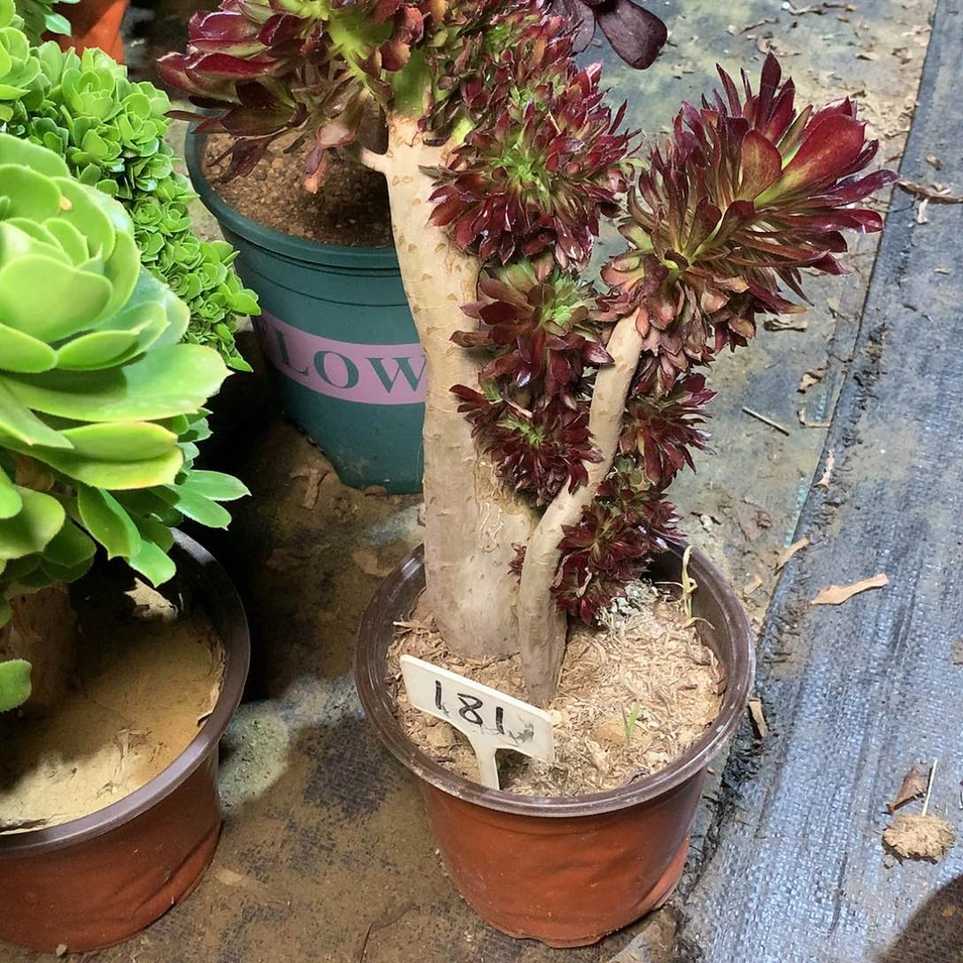 一****?多肉多肉多肉多肉181