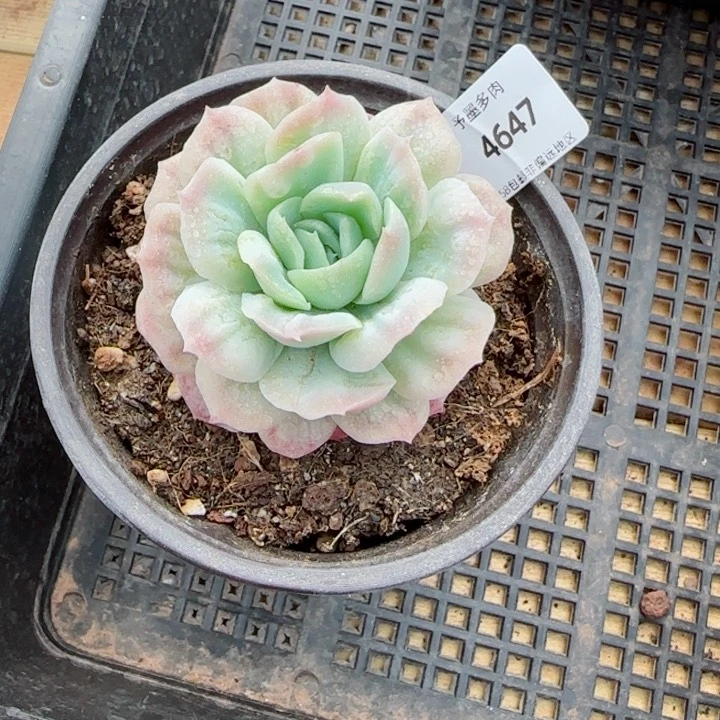 於*泡泡纱裙，4647多肉植物