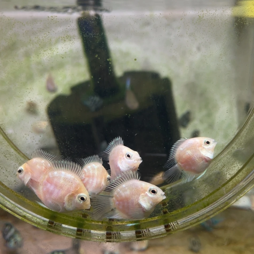 鹦鹉鱼桃心白金亚成6条包邮