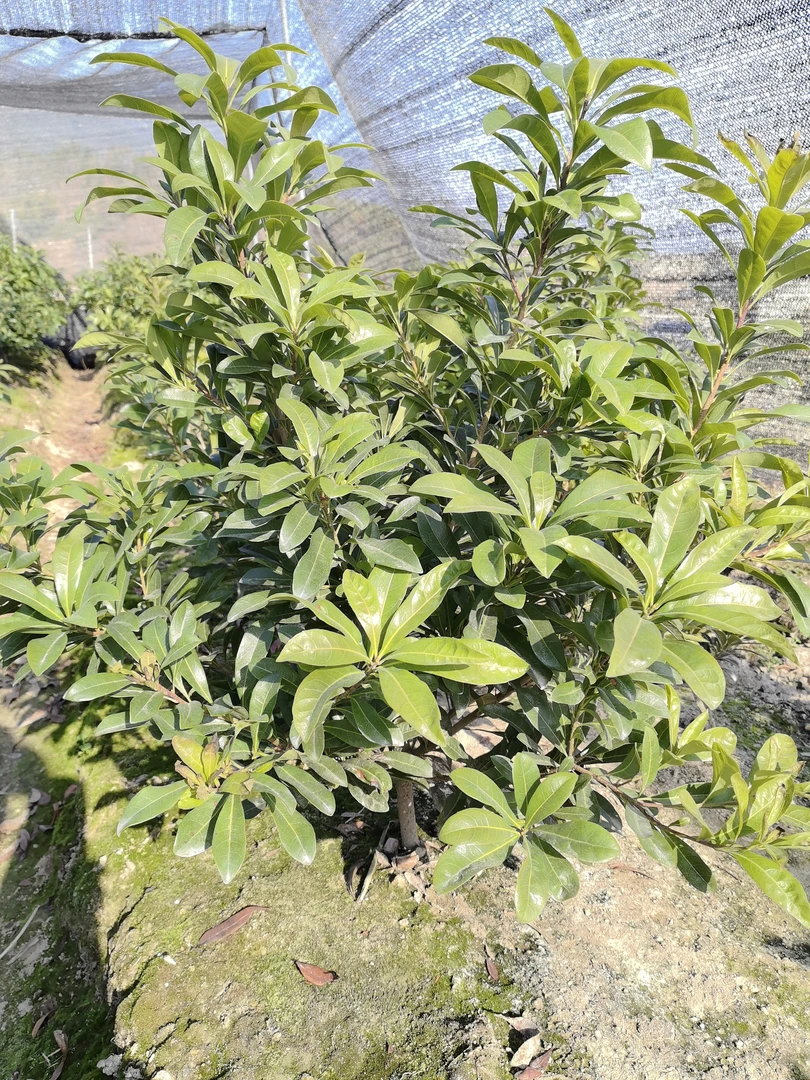 （2号链接）一物一拍  各种盆栽盆景绿植仙居发货补发一个成本价