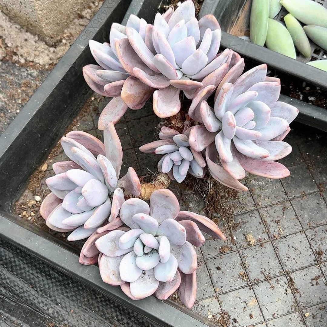 【闪购商品】菊*姐粉兔大群