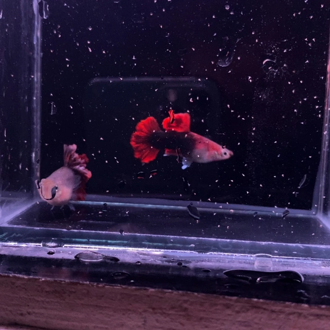 孔雀鱼菊花帆一对