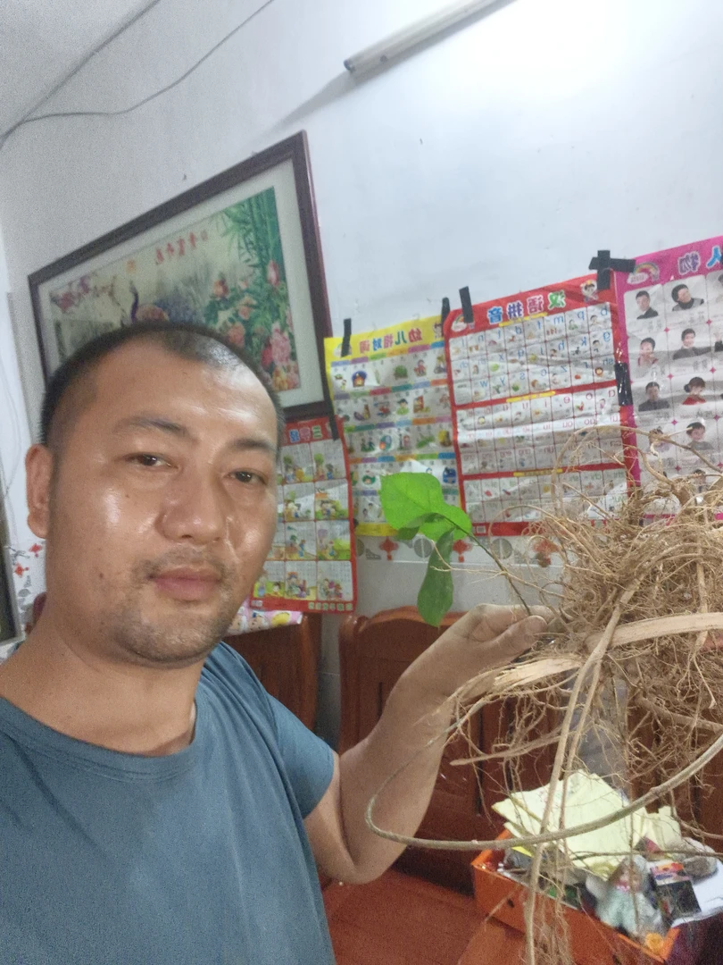 野生白花牛奶根煲汤浓缩牛奶味