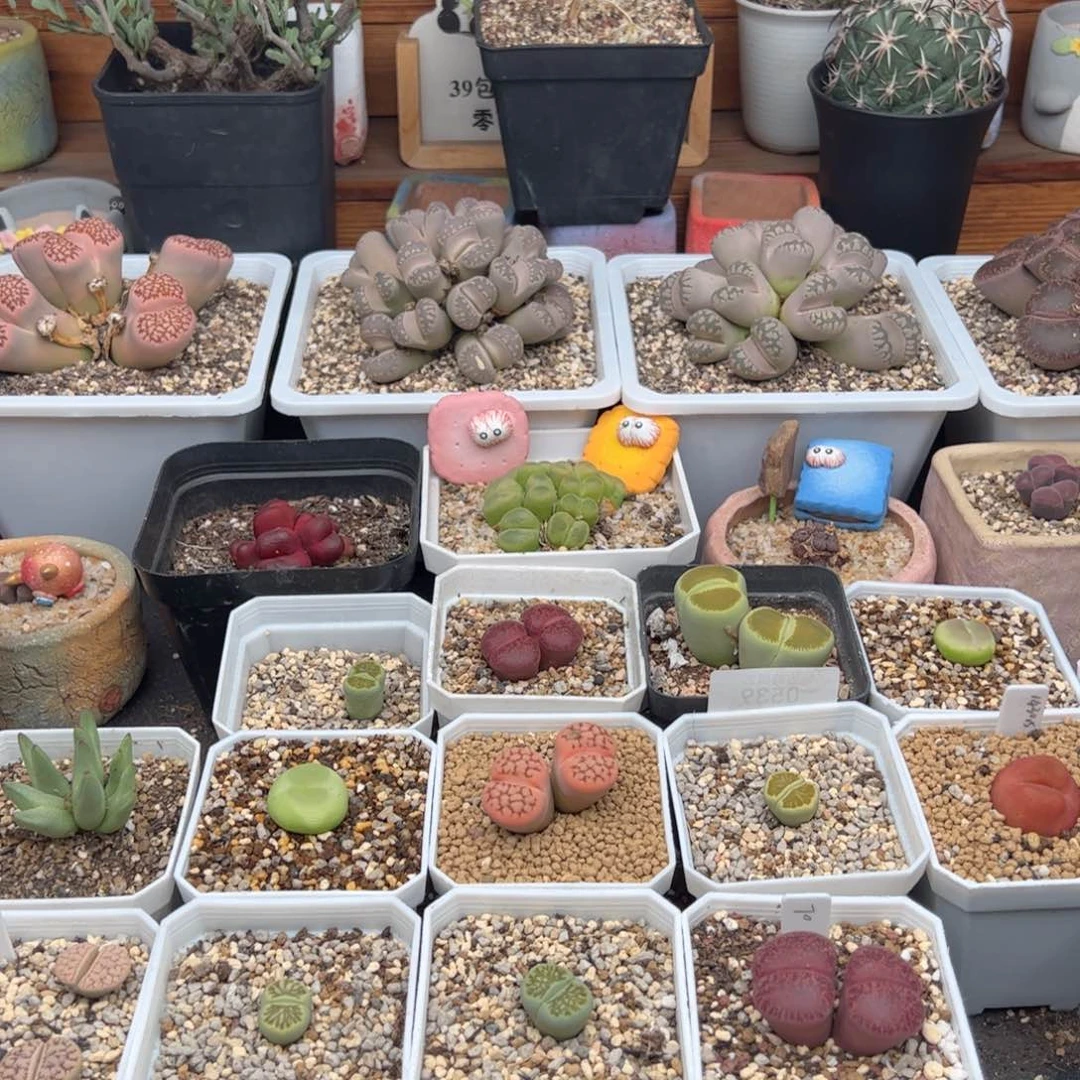 森***屿0540号 差价多肉植物