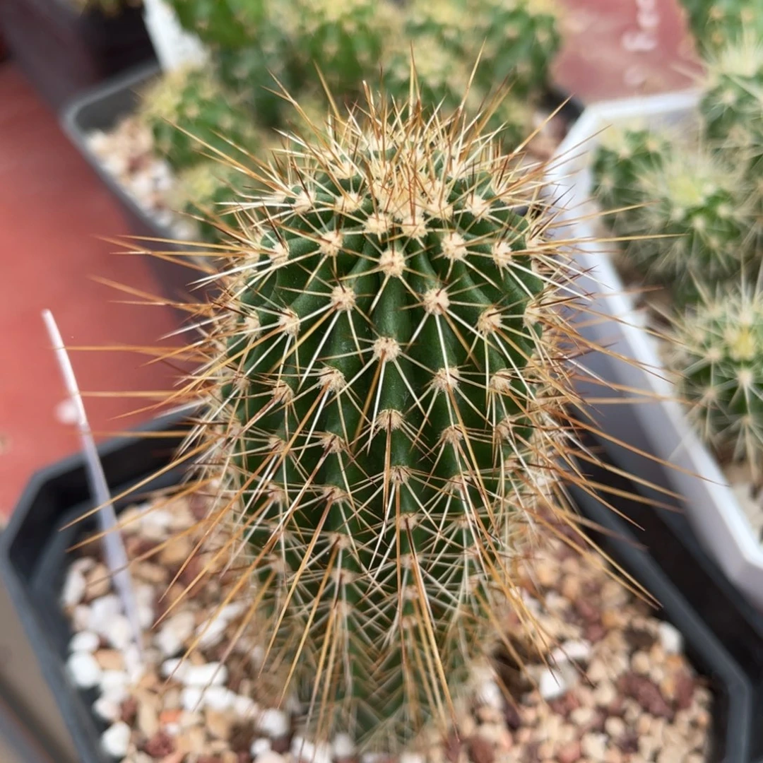 鹿角柱实生仙人球阿帕城