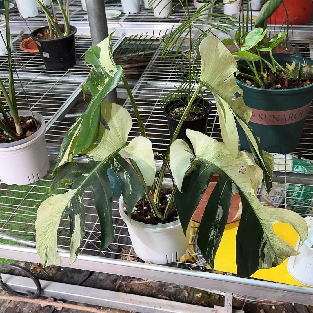 无花朵谭*霖泰国薄荷顶芽F88