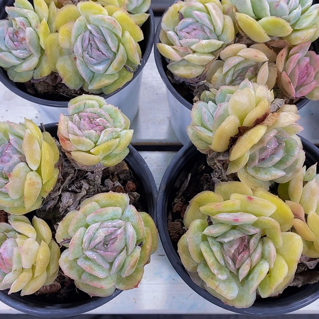 34-精品母本胭脂贝瑞群一个