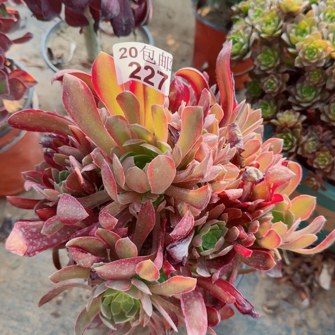女王多肉227满20包邮断枝不包