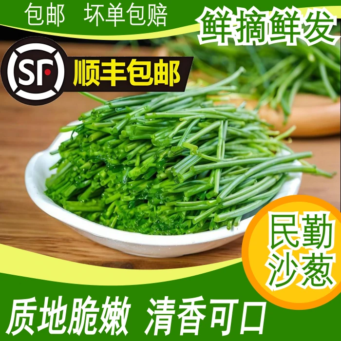 西北特产民勤新鲜沙葱可制馅炒菜【顺丰包邮】火锅沙葱新鲜顺丰包邮