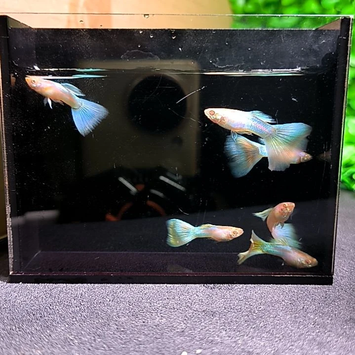 孔雀鱼精品孔雀鱼，极光幻彩六公
