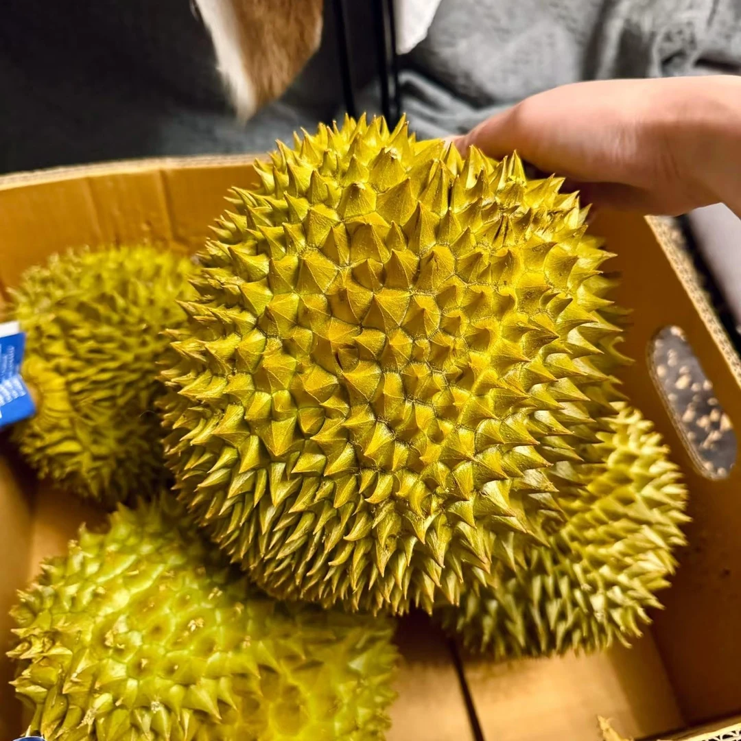 Z【顺丰明日达】树熟金枕新鲜榴莲A级软糯香甜7.1斤-10斤核小金枕越南社会主义共和国