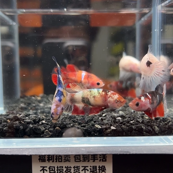斗鱼竞拍跑单拉黑79日母鱼5只