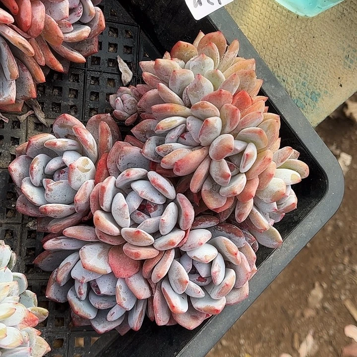 石榴籽星影，一物一拍