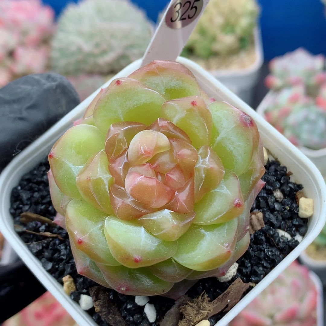 58包邮  群生不包整325