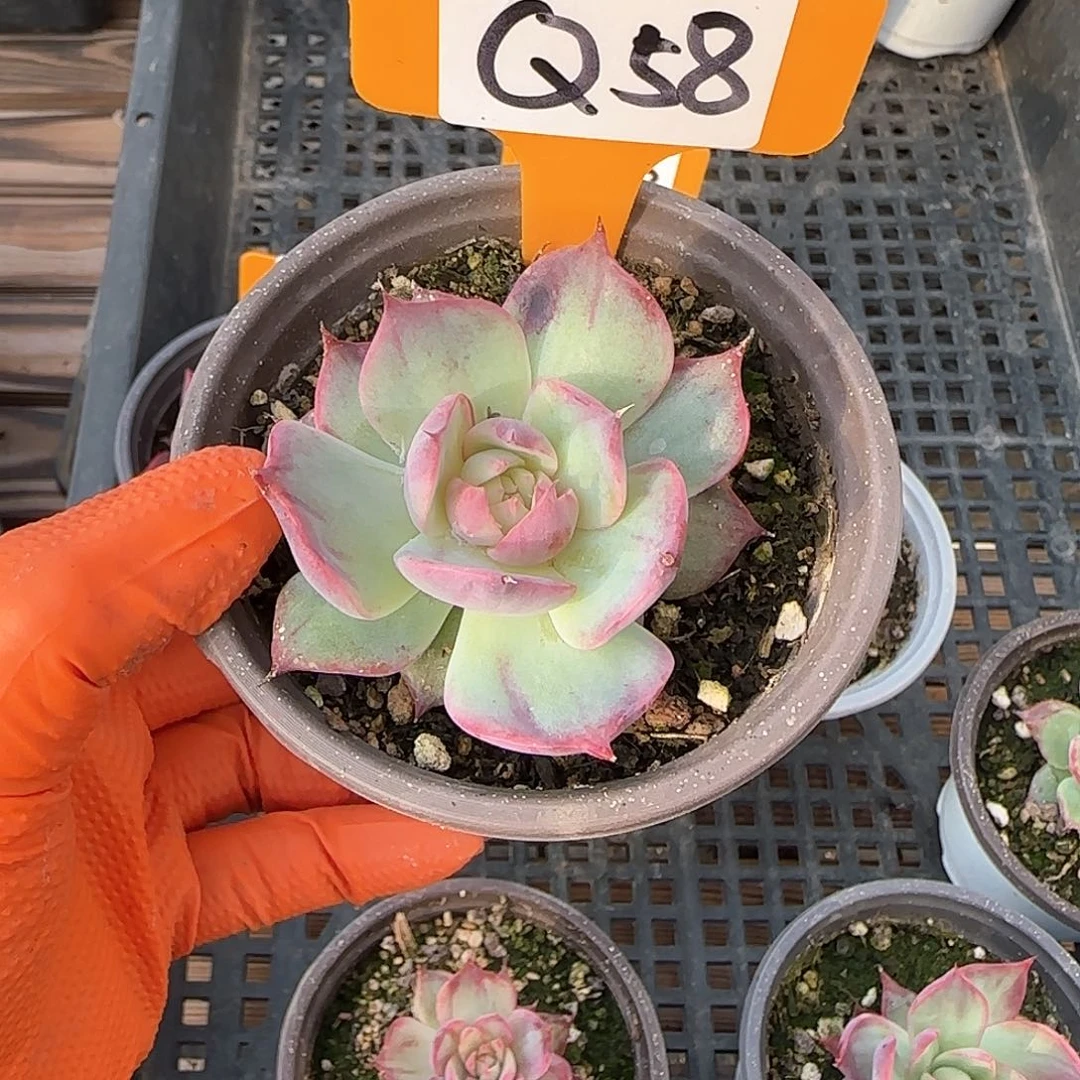 重****肉Q58惊鸿单头多肉