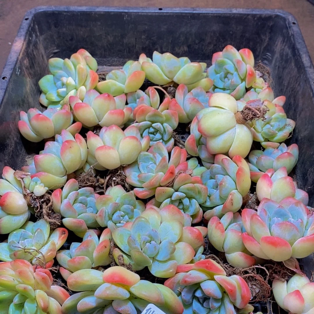 梦***子912的我是一个人的时候就