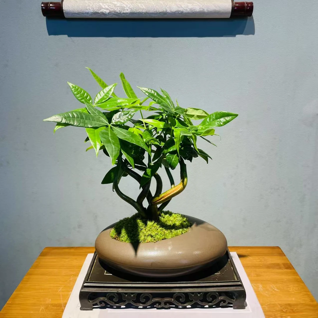 紫沙奇趣发财树盆栽耐旱植物新手好养盆栽+接水盘