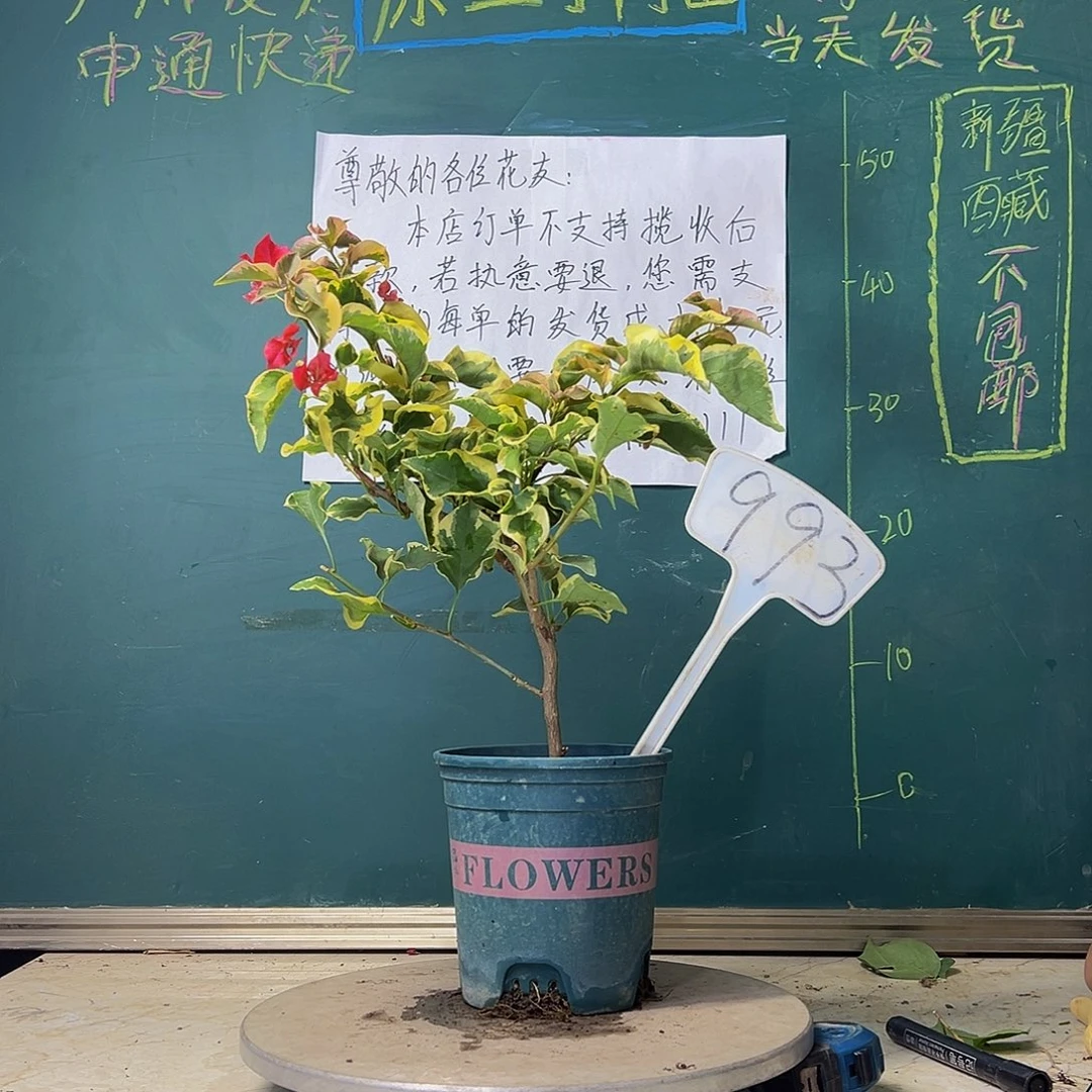 当前无花栽培后可以开花花叶红 993