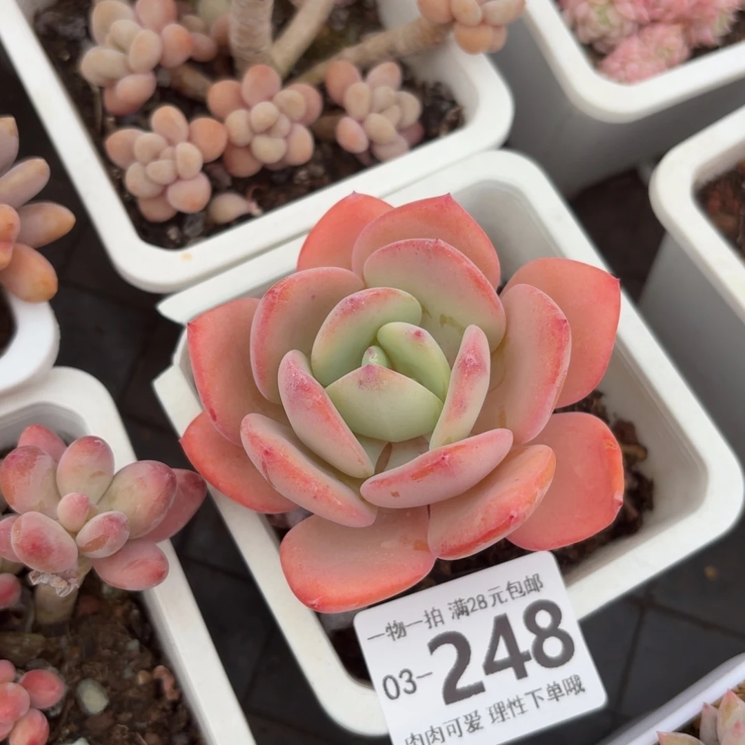 白月光无盆土发货无