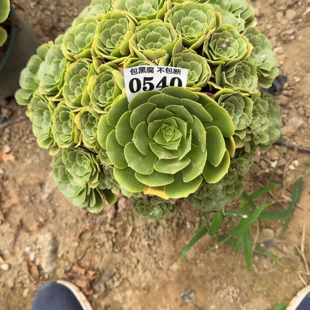 19阴70法师绿羊绒0540