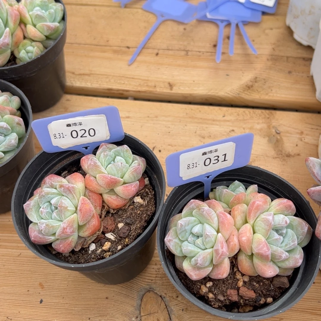 ᴥ****?定向8.31-020 31 两颗