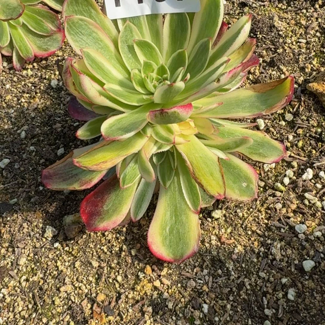 流*1167倾城到春天。多肉植物