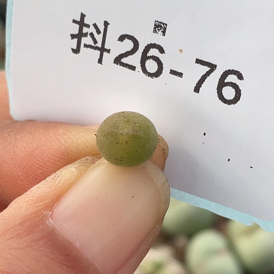 26-76空蝉多肉植物