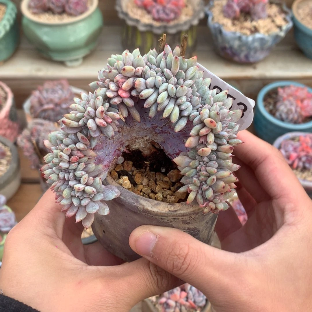 A0853 石榴籽缀 自然缀 9cm