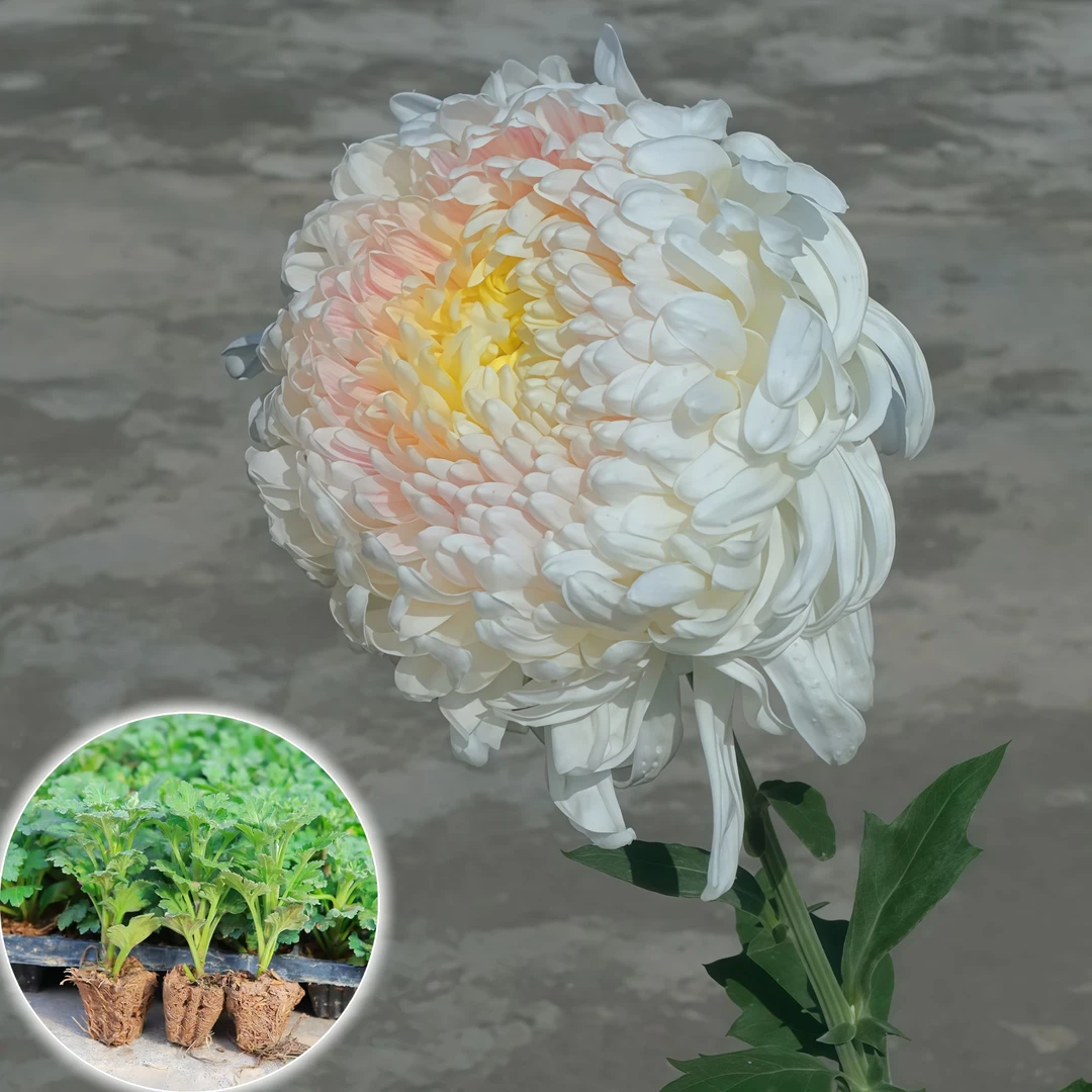 【仙女】重瓣菊花苗扦插新鲜室内外花型盆栽【养死包赔】绿植四季开花