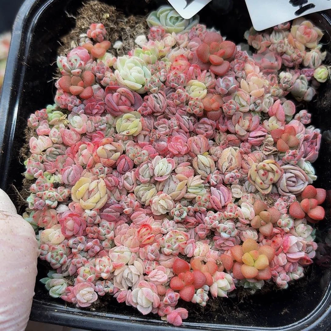 多肉植物多肉植物139量拍