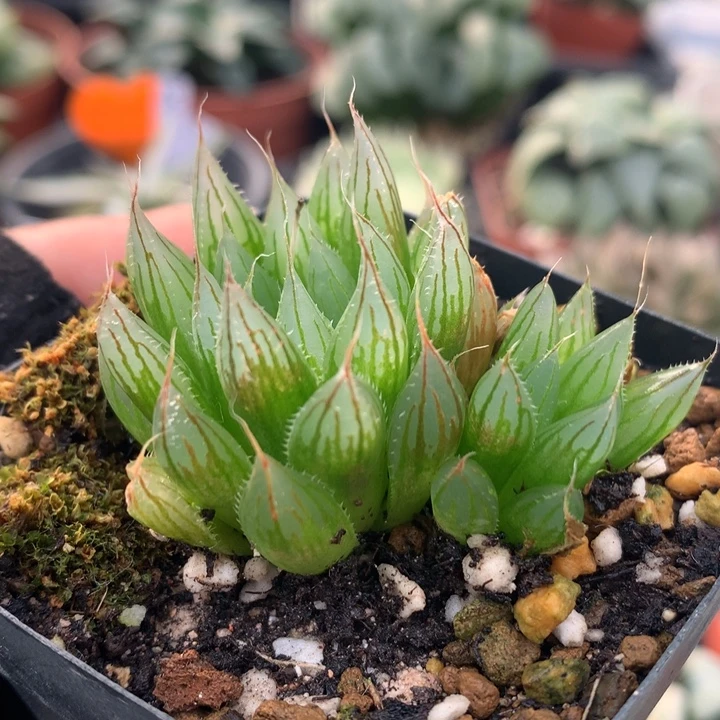 大卫针管玉露，带盆发货