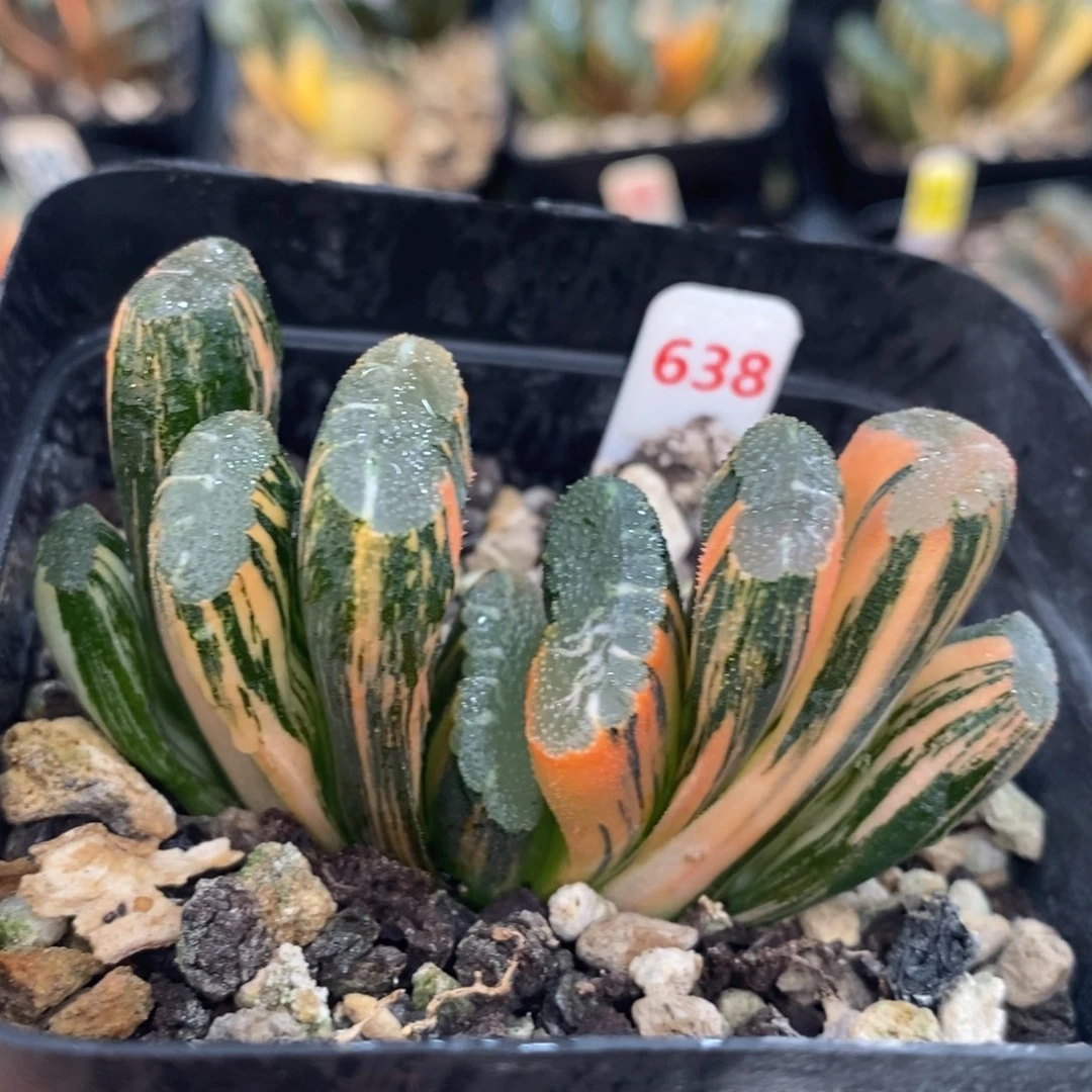 不开花植物638赤斑