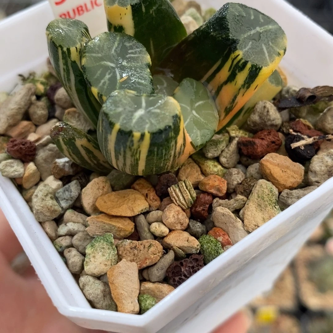 325白妙万象锦一物一图