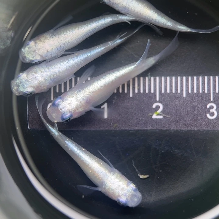海水鱼17号短体白珍珠