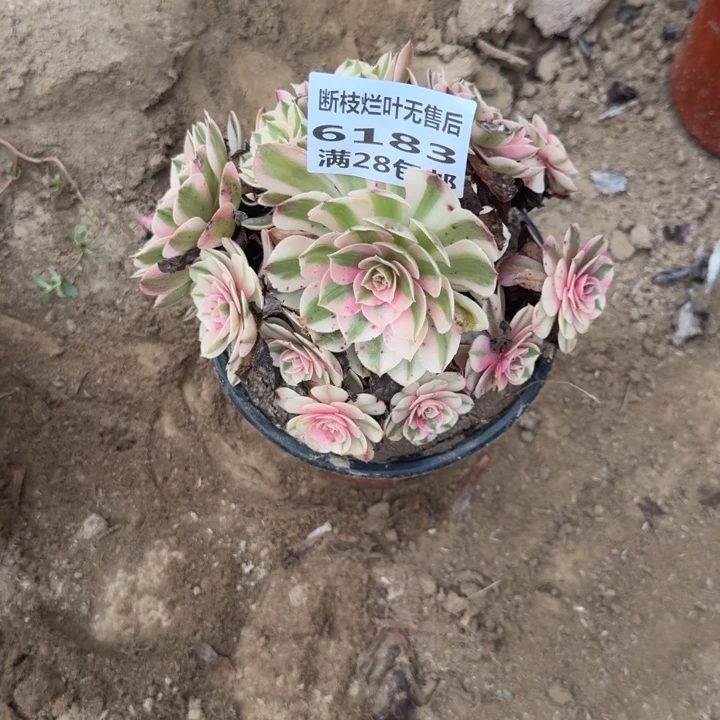 6183福利多肉二哈了棚L