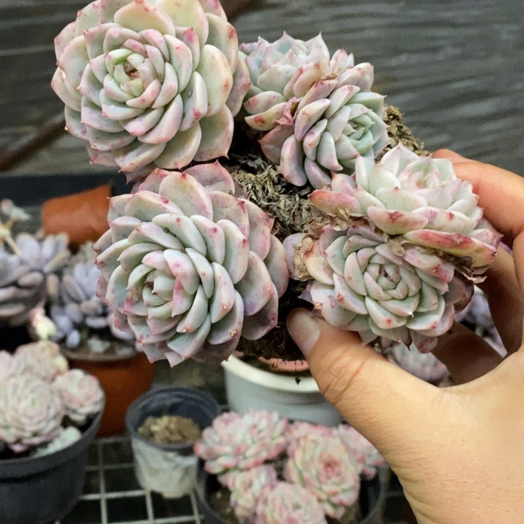 天鹅绒四头起发老桩