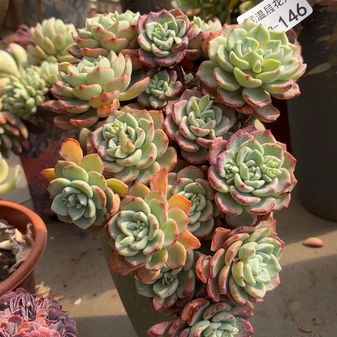 同温层多肉千山雪146