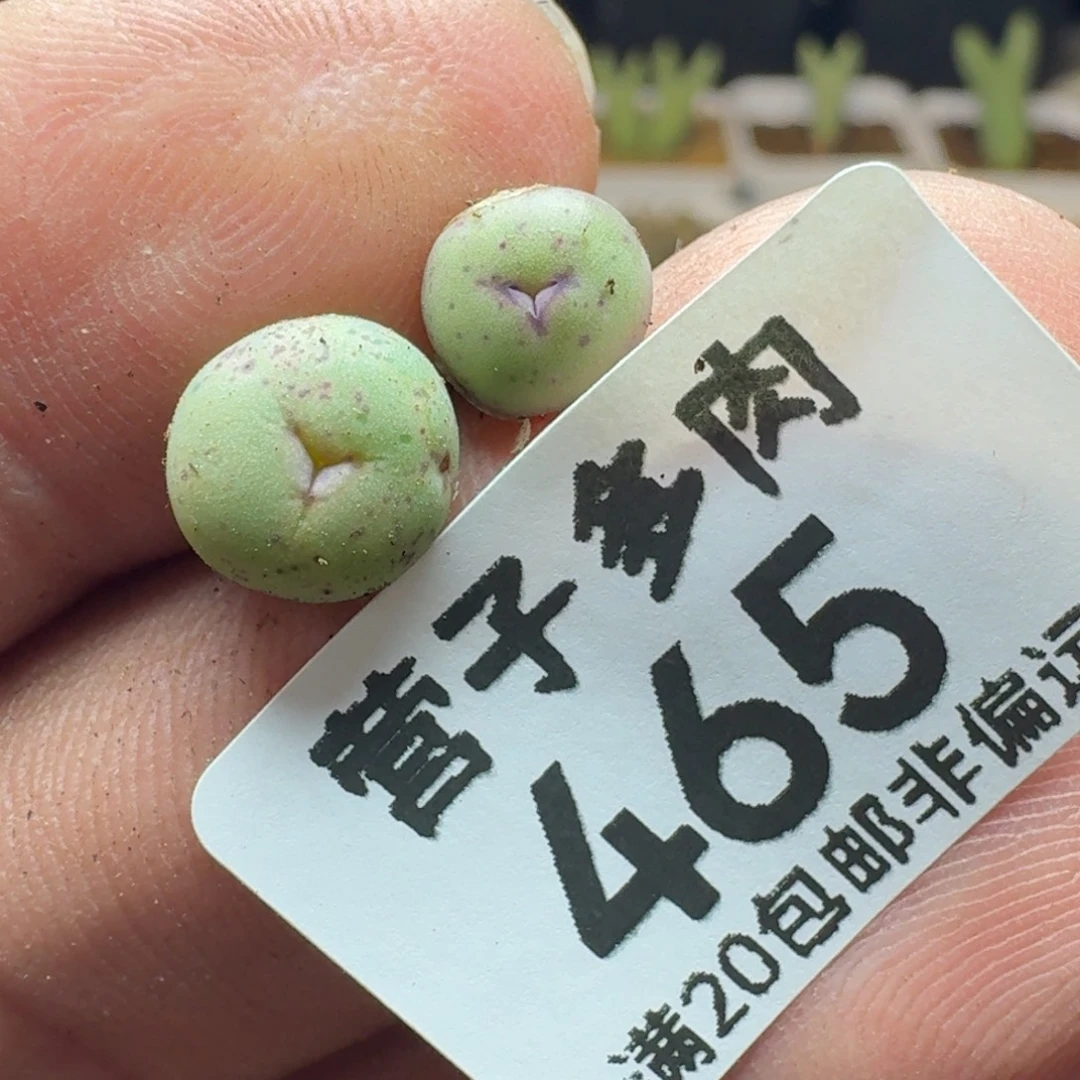 红嘴奔。