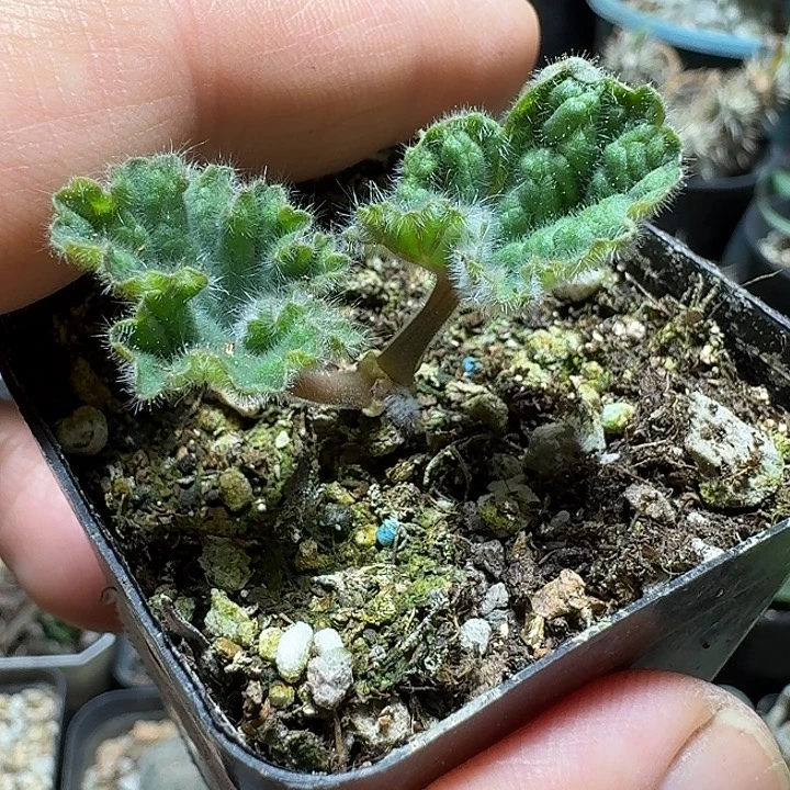 45罗伯塔洋葵带盆发货