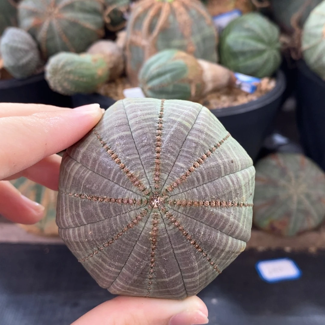 4布纹球精品一物一拍