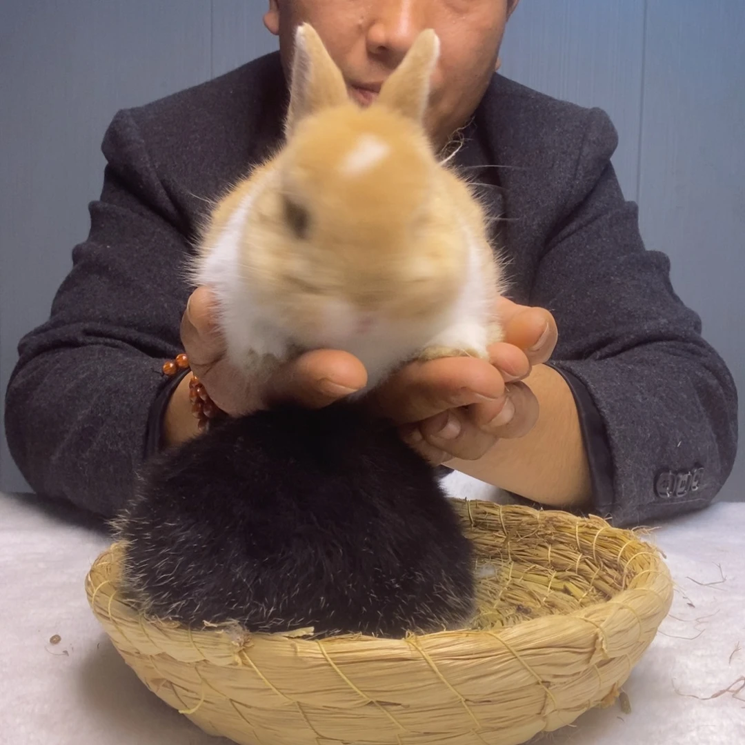 侏儒兔黄白色侏儒