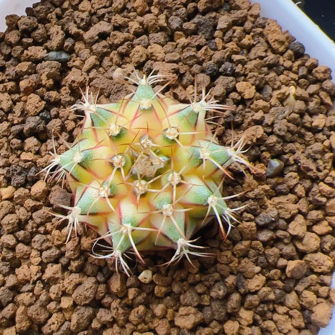 悠***然当前无花栽培后可以开花420