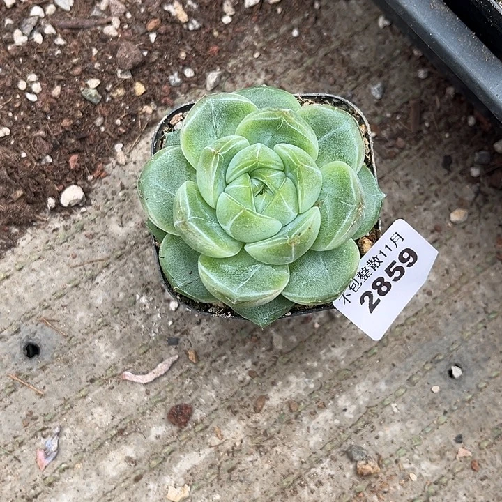 阿雅园艺。        2859