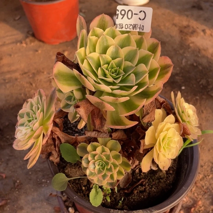 65雨荷多肉1，cehloquz