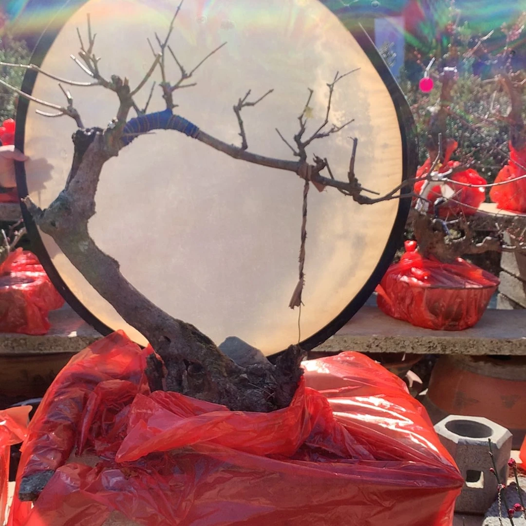 【闪购商品】原生素心腊梅