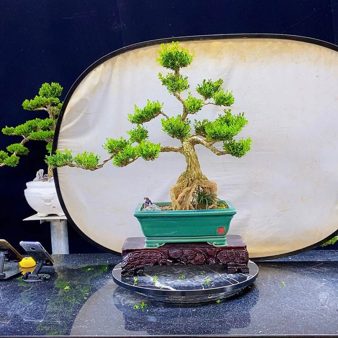 无花朵黄杨盆景造型