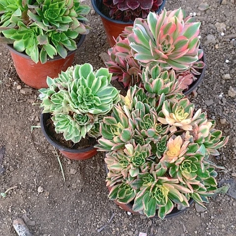 150法师5棵多肉植物