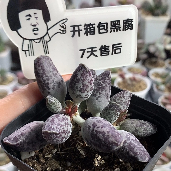 紫斑海豹—专拍专拍专拍