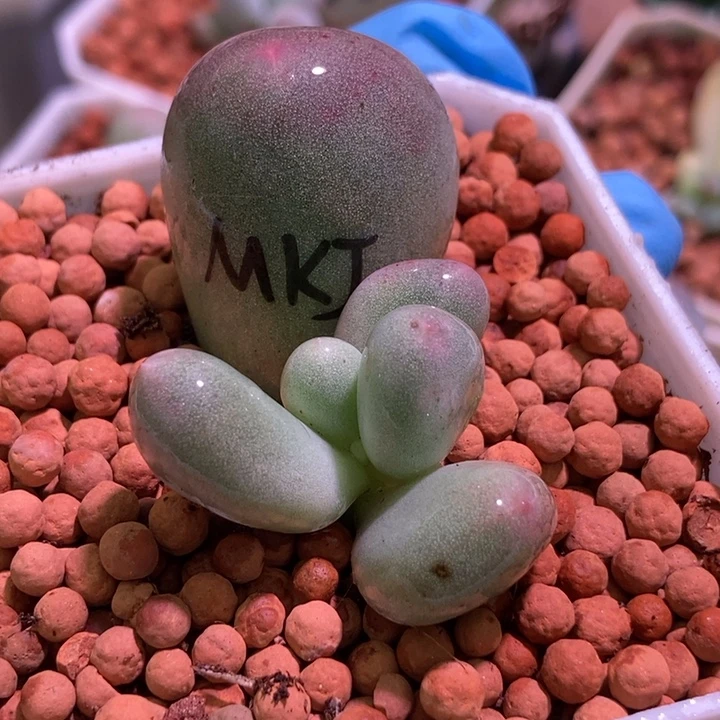 米可奶酪锦多肉植物