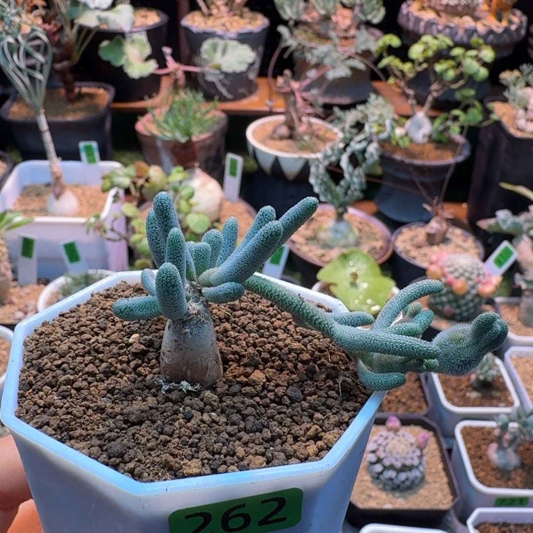 淡青霜262 仙人球